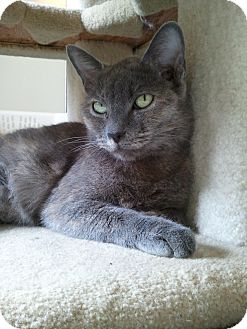 Domestic Shorthair Cat for Sale in Irvine, California - Zira Domestic Shorthair Cat for Sale in Irvine, California - Zira