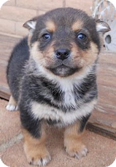 Dachshund/Jack Russell Terrier Mix Puppy for Sale in dewey, Arizona - Louise Dachshund/Jack Russell Terrier Mix Puppy for Sale in dewey, Arizona - Louise