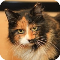 Calico Cat for Sale in Albany, New York - Marina Calico Cat for Sale in Albany, New York - Marina
