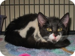 Domestic Shorthair Kitten for Sale in Shelton, Washington - Tic Domestic Shorthair Kitten for Sale in Shelton, Washington - Tic