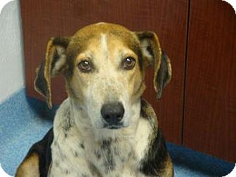 Foxhound Mix Dog for Sale in Gainesville, Florida - Valentina Foxhound Mix Dog for Sale in Gainesville, Florida - Valentina