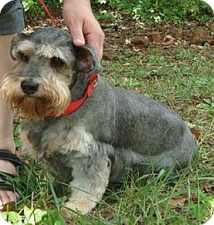 Schnauzer (Standard) Dog for Sale in Ocala, Florida - Sweet Betsy Schnauzer (Standard) Dog for Sale in Ocala, Florida - Sweet Betsy