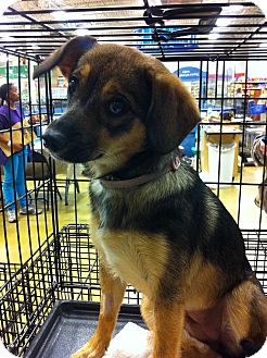 Beagle/Chihuahua Mix Dog for Sale in Gainesville, Florida - Tina Beagle/Chihuahua Mix Dog for Sale in Gainesville, Florida - Tina