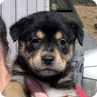 Rottweiler/German Shepherd Dog Mix Puppy for Sale in hagerstown, Maryland - Tiara Rottweiler/German Shepherd Dog Mix Puppy for Sale in hagerstown, Maryland - Tiara