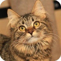 Domestic Longhair Cat for Sale in Albany, New York - Connie Domestic Longhair Cat for Sale in Albany, New York - Connie