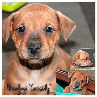 American Bulldog/Pit Bull Terrier Mix Puppy for Sale in Westland, Michigan - Cassidy American Bulldog/Pit Bull Terrier Mix Puppy for Sale in Westland, Michigan - Cassidy