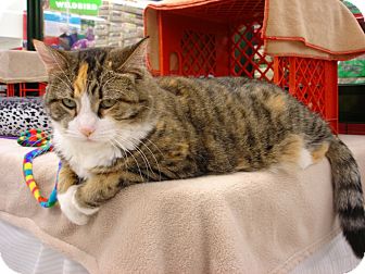 Domestic Shorthair Cat for Sale in Fountain Hills, Arizona - SWEETIE Domestic Shorthair Cat for Sale in Fountain Hills, Arizona - SWEETIE