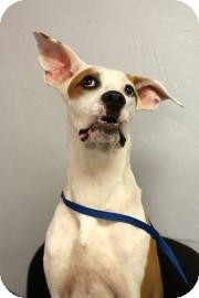American Bulldog Mix Dog for Sale in Gainesville, Florida - Oliver American Bulldog Mix Dog for Sale in Gainesville, Florida - Oliver
