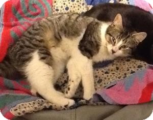 Domestic Shorthair Cat for Sale in Manhattan, New York - MR. FRIENDLY Domestic Shorthair Cat for Sale in Manhattan, New York - MR. FRIENDLY