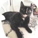 Domestic Shorthair Cat for Sale in Vancouver, British Columbia - Wendy Domestic Shorthair Cat for Sale in Vancouver, British Columbia - Wendy