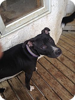 American Staffordshire Terrier Mix Dog for Sale in Danbury, Connecticut - Princess American Staffordshire Terrier Mix Dog for Sale in Danbury, Connecticut - Princess