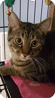 Domestic Shorthair Cat for Sale in Muskegon, Michigan - Willow Domestic Shorthair Cat for Sale in Muskegon, Michigan - Willow