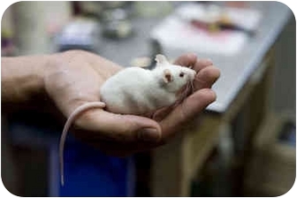Mouse for Sale in Brooklyn, New York - Mikey Mouse for Sale in Brooklyn, New York - Mikey