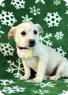 Terrier (Unknown Type, Small)/Chihuahua Mix Puppy for Sale in Westminster, Colorado - Gazelle Terrier (Unknown Type, Small)/Chihuahua Mix Puppy for Sale in Westminster, Colorado - Gazelle