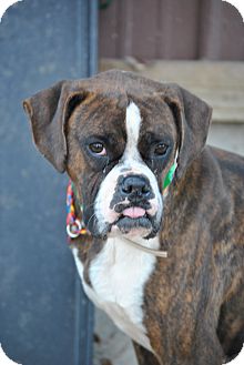 Boxer Mix Dog for Sale in cumberland, Rhode Island - Moody Boxer Mix Dog for Sale in cumberland, Rhode Island - Moody