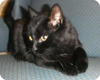 Domestic Shorthair Cat for Sale in Jackson, Michigan - Blackie Domestic Shorthair Cat for Sale in Jackson, Michigan - Blackie