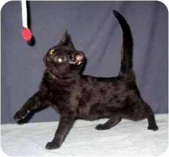 Domestic Shorthair Kitten for Sale in Powell, Ohio - Tasmine Domestic Shorthair Kitten for Sale in Powell, Ohio - Tasmine