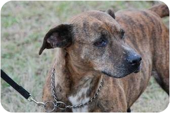 Boxer Staffordshire Mix