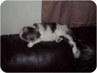 Maine Coon Cat for Sale in crofton, Maryland - Eden Maine Coon Cat for Sale in crofton, Maryland - Eden