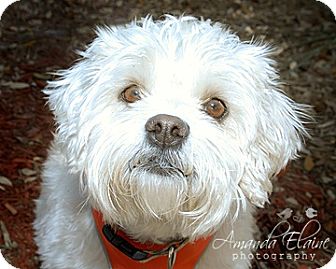 Schnauzer (Standard)/Poodle (Miniature) Mix Dog for Sale in Granbury, Texas - Gustafina Schnauzer (Standard)/Poodle (Miniature) Mix Dog for Sale in Granbury, Texas - Gustafina