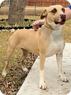 American Staffordshire Terrier/Australian Cattle Dog Mix Dog for Sale in Euless, Texas - Sunshine Lady American Staffordshire Terrier/Australian Cattle Dog Mix Dog for Sale in Euless, Texas - Sunshine Lady