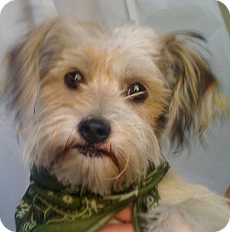 Terrier (Unknown Type, Small) Mix Puppy for Sale in Thousand Oaks, California - Rocky Terrier (Unknown Type, Small) Mix Puppy for Sale in Thousand Oaks, California - Rocky
