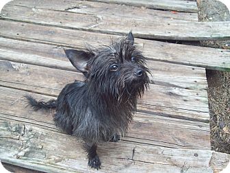 Yorkie, Yorkshire Terrier Mix Dog for Sale in Orlando, Florida - Jerry Yorkie, Yorkshire Terrier Mix Dog for Sale in Orlando, Florida - Jerry