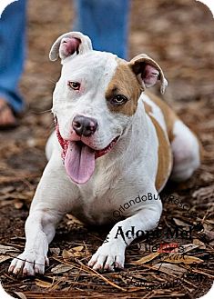 American Pit Bull Terrier Mix Dog for Sale in Orlando, Florida - Dewey American Pit Bull Terrier Mix Dog for Sale in Orlando, Florida - Dewey