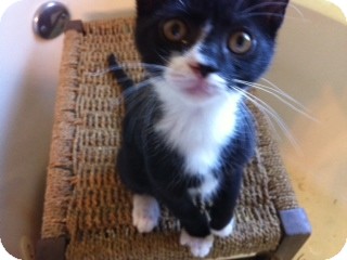 American Shorthair Kitten for Sale in Weatherford, Texas - Starling American Shorthair Kitten for Sale in Weatherford, Texas - Starling