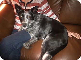 Australian Cattle Dog Mix Dog for Sale in Youngstown, Ohio - Dallas ~ Pending Adoption Australian Cattle Dog Mix Dog for Sale in Youngstown, Ohio - Dallas ~ Pending Adoption