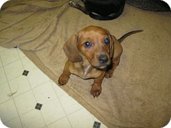 Dachshund Mix Puppy for Sale in Pelham, New York - Opal Dachshund Mix Puppy for Sale in Pelham, New York - Opal