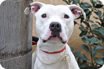 American Bulldog/American Pit Bull Terrier Mix Dog for Sale in San Diego, California - Mickey URGENT American Bulldog/American Pit Bull Terrier Mix Dog for Sale in San Diego, California - Mickey URGENT