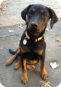 Hound (Unknown Type)/Labrador Retriever Mix Dog for Sale in North Wales, Pennsylvania - Fiona Hound (Unknown Type)/Labrador Retriever Mix Dog for Sale in North Wales, Pennsylvania - Fiona