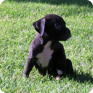 English Bulldog/Golden Retriever Mix Puppy for Sale in La Mirada, California - Hannah English Bulldog/Golden Retriever Mix Puppy for Sale in La Mirada, California - Hannah
