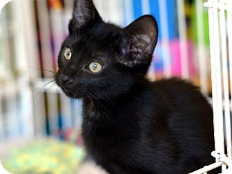 Bombay Kitten for Sale in Brooklyn, New York - Zuzia Bombay Kitten for Sale in Brooklyn, New York - Zuzia