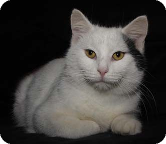 Turkish Van Cat for Sale in Merrifield, Virginia - Pennywise Turkish Van Cat for Sale in Merrifield, Virginia - Pennywise