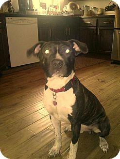 Boxer Mix Dog for Sale in Bellingham, Washington - Dak Boxer Mix Dog for Sale in Bellingham, Washington - Dak