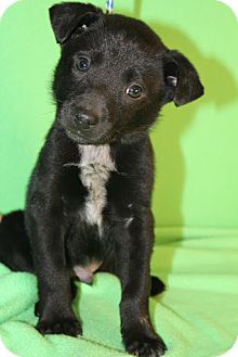 Border Collie/Collie Mix Puppy for Sale in Broomfield, Colorado - Seinfeld Border Collie/Collie Mix Puppy for Sale in Broomfield, Colorado - Seinfeld