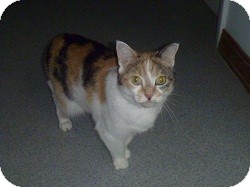 Domestic Shorthair Cat for Sale in Hamburg, New York - Adele Domestic Shorthair Cat for Sale in Hamburg, New York - Adele