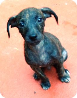 Chihuahua/Terrier (Unknown Type, Small) Mix Puppy for Sale in Ocala, Florida - Joey JoJo Chihuahua/Terrier (Unknown Type, Small) Mix Puppy for Sale in Ocala, Florida - Joey JoJo