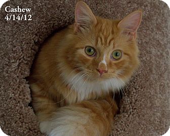 Domestic Mediumhair Kitten for Sale in Gaithersburg, Maryland - Cashew Domestic Mediumhair Kitten for Sale in Gaithersburg, Maryland - Cashew