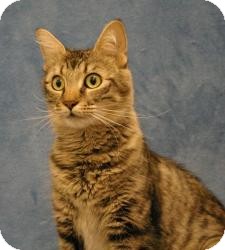 Domestic Shorthair Cat for Sale in Sacramento, California - Cashew Domestic Shorthair Cat for Sale in Sacramento, California - Cashew