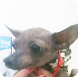 Chinese Crested Mix Dog for Sale in Tucson, Arizona - Hope Chinese Crested Mix Dog for Sale in Tucson, Arizona - Hope