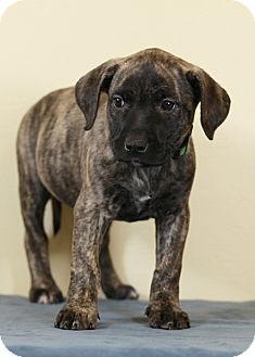 Retriever (Unknown Type)/Catahoula Leopard Dog Mix Puppy for Sale in Westminster, Colorado - Peach Retriever (Unknown Type)/Catahoula Leopard Dog Mix Puppy for Sale in Westminster, Colorado - Peach