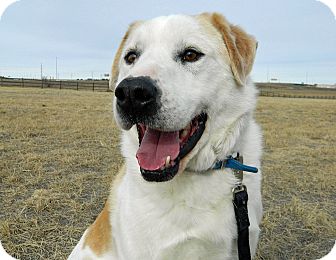 Great Pyrenees/Labrador Retriever Mix Dog for Sale in Cheyenne, Wyoming - Snoopy Great Pyrenees/Labrador Retriever Mix Dog for Sale in Cheyenne, Wyoming - Snoopy