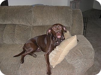 Labrador Retriever/American Pit Bull Terrier Mix Dog for Sale in Puyallup, Washington - Lexus Labrador Retriever/American Pit Bull Terrier Mix Dog for Sale in Puyallup, Washington - Lexus