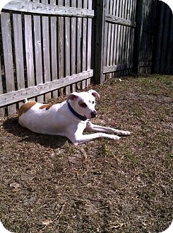 Hound (Unknown Type)/Terrier (Unknown Type, Medium) Mix Dog for Sale in Oldsmar, Florida - Bruno (Courtesy Posting) Hound (Unknown Type)/Terrier (Unknown Type, Medium) Mix Dog for Sale in Oldsmar, Florida - Bruno (Courtesy Posting)