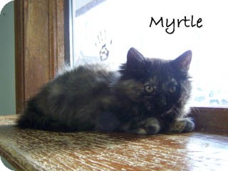 Domestic Longhair Cat for Sale in Hamilton, Montana - mytle Domestic Longhair Cat for Sale in Hamilton, Montana - mytle