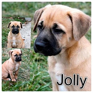 Labrador Retriever/German Shepherd Dog Mix Puppy for Sale in Westland, Michigan - Jolly Labrador Retriever/German Shepherd Dog Mix Puppy for Sale in Westland, Michigan - Jolly