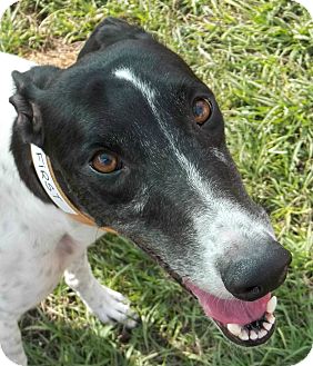 Greyhound Dog for Sale in Longwood, Florida - Boc's On First Greyhound Dog for Sale in Longwood, Florida - Boc's On First